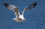 Gull In Flight_25098